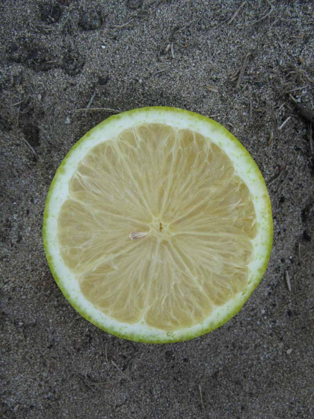              Fruit cross-section of  Citrus     limon          (Eureka, Winter Haven, FL)       